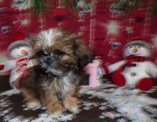 red-female-shih-tzu