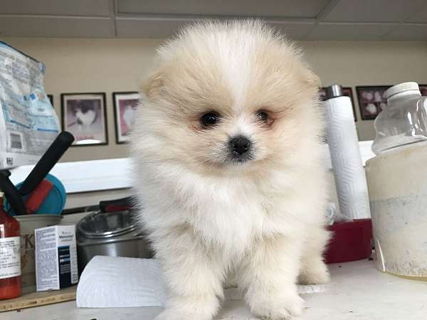 pomeranian-for-sale-near-me-dog