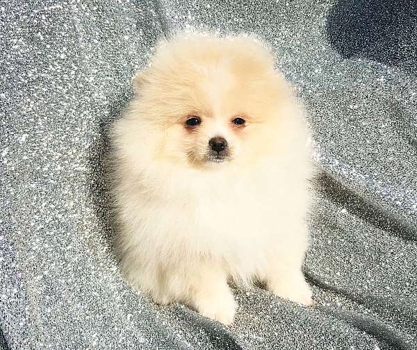 pomeranian-for-sale-near-me-dog