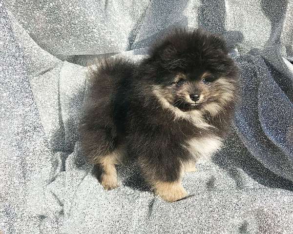 ckc-registered-pomeranians-in-georgia-dog