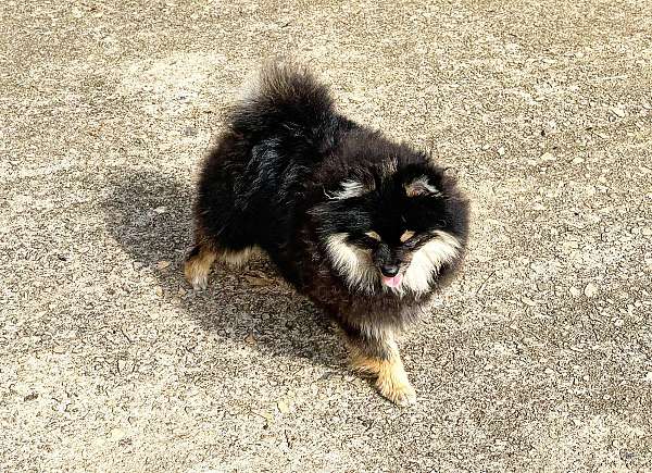 ckc-registered-pomeranians-in-georgia-dog