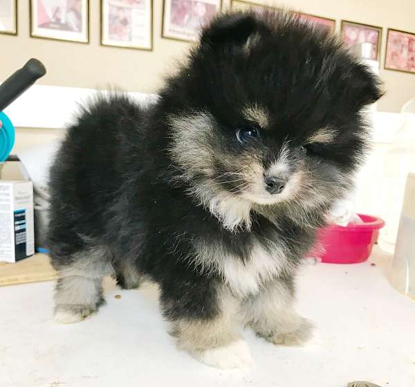 double-coated-pomeranian