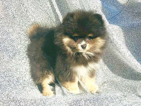 double-coated-pomeranian