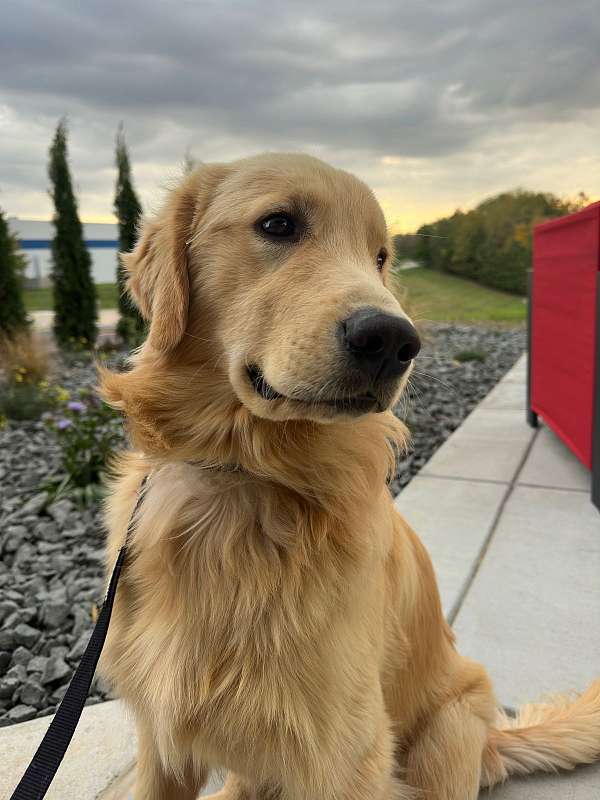 medium-haired-golden-retriever