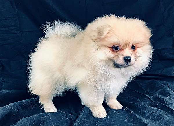 double-coated-pomeranian