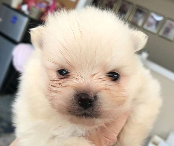 teacup-teacup-male-pomeranian-in-georgia-dog