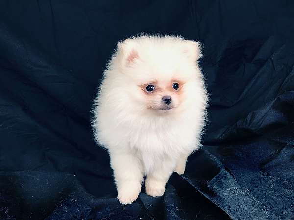 teacup-teacup-male-pomeranian-in-georgia-dog