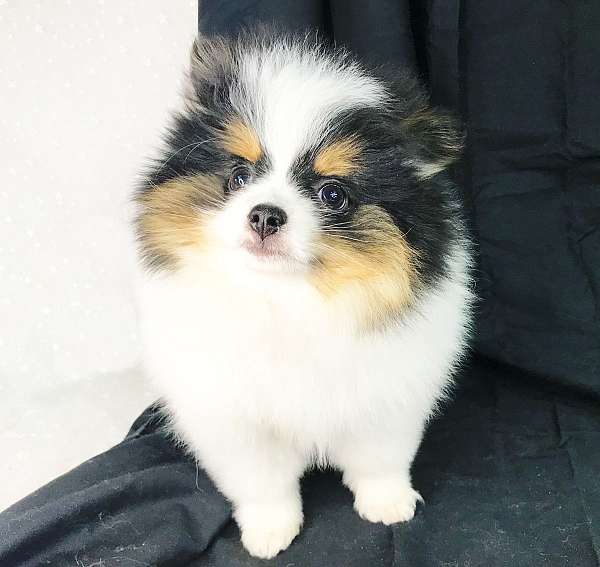 double-coated-pomeranian