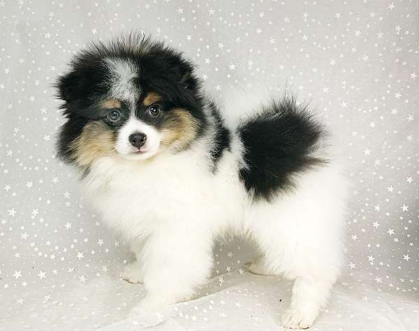 purebred-toy-pomeranian