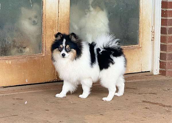 purebred-toy-pomeranian