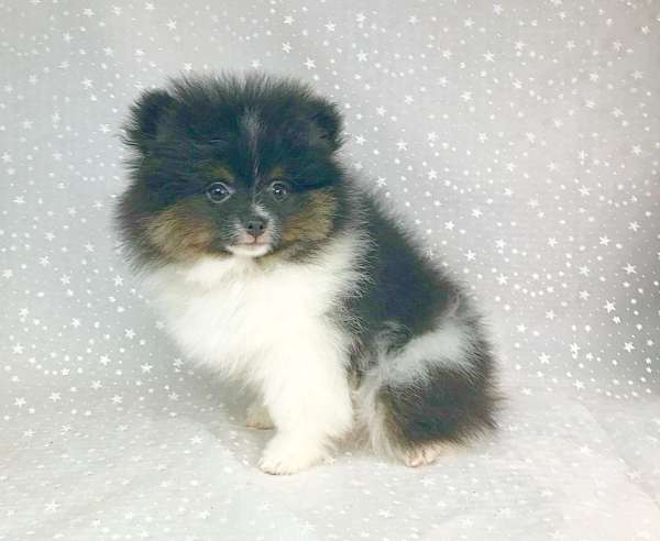 double-coated-pomeranian