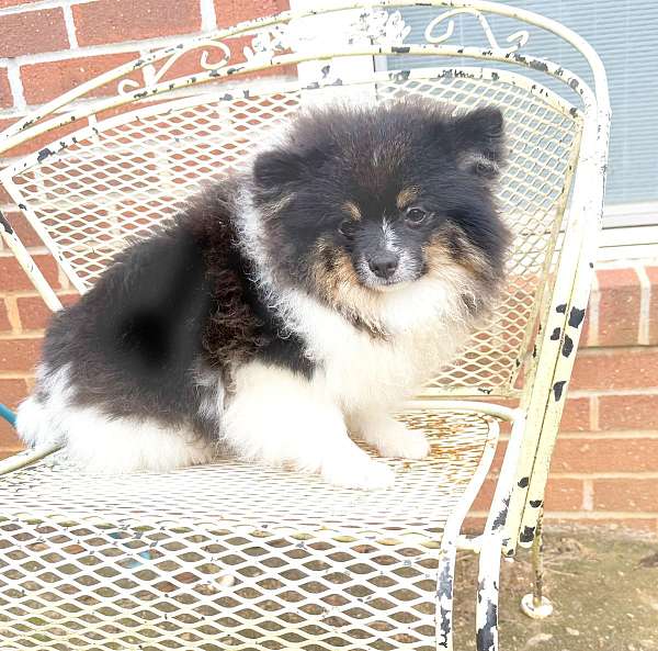 double-coated-pomeranian