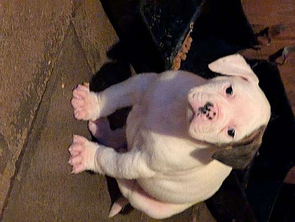 male-american-bulldog