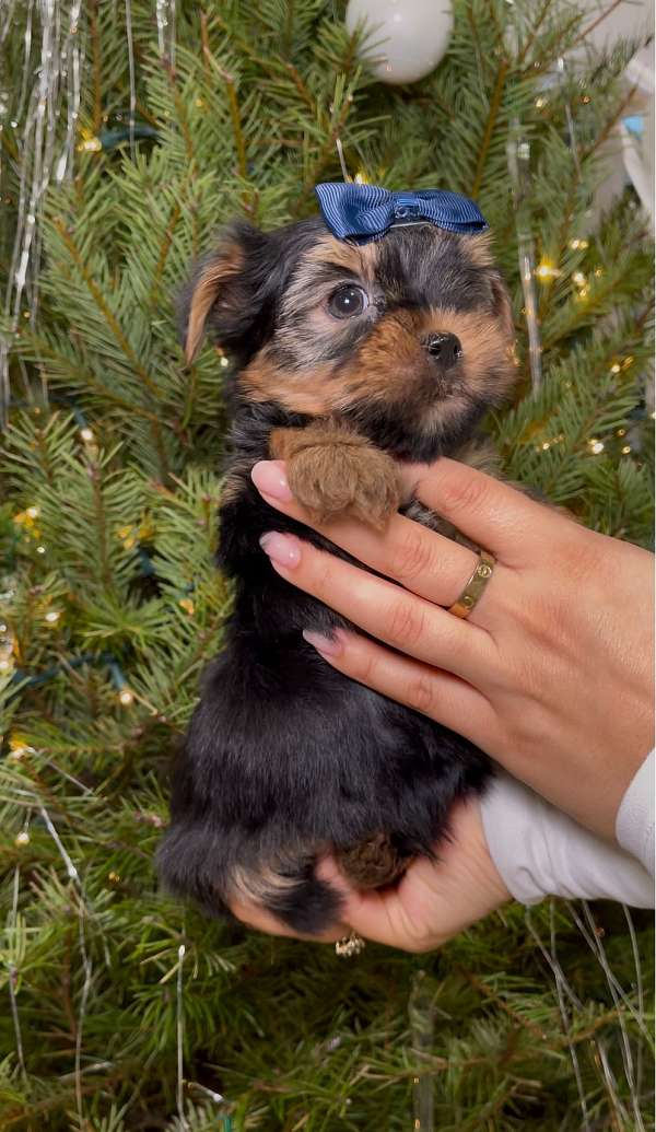 mixed-yorkshire-terrier-puppy