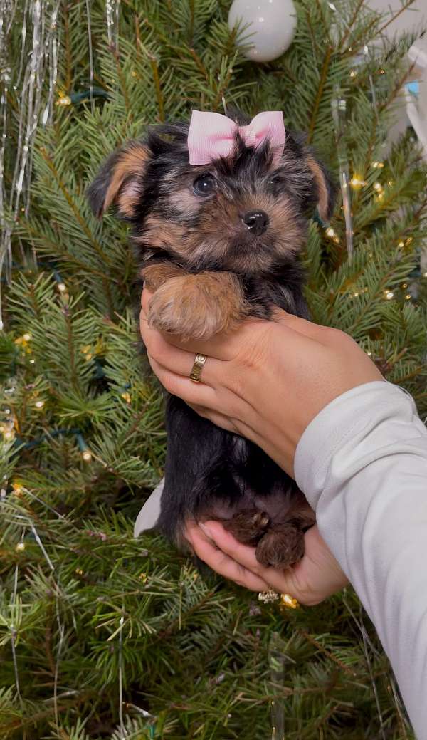 mixed-yorkshire-terrier-puppy