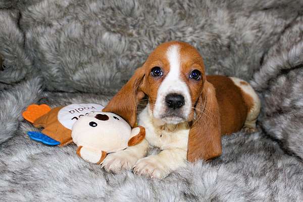 light-brown-basset-hound