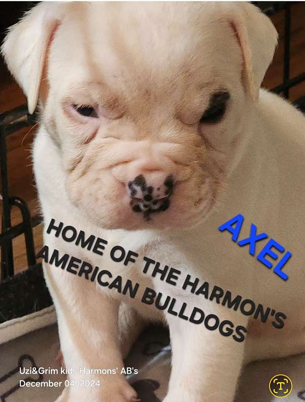 male-american-bulldog