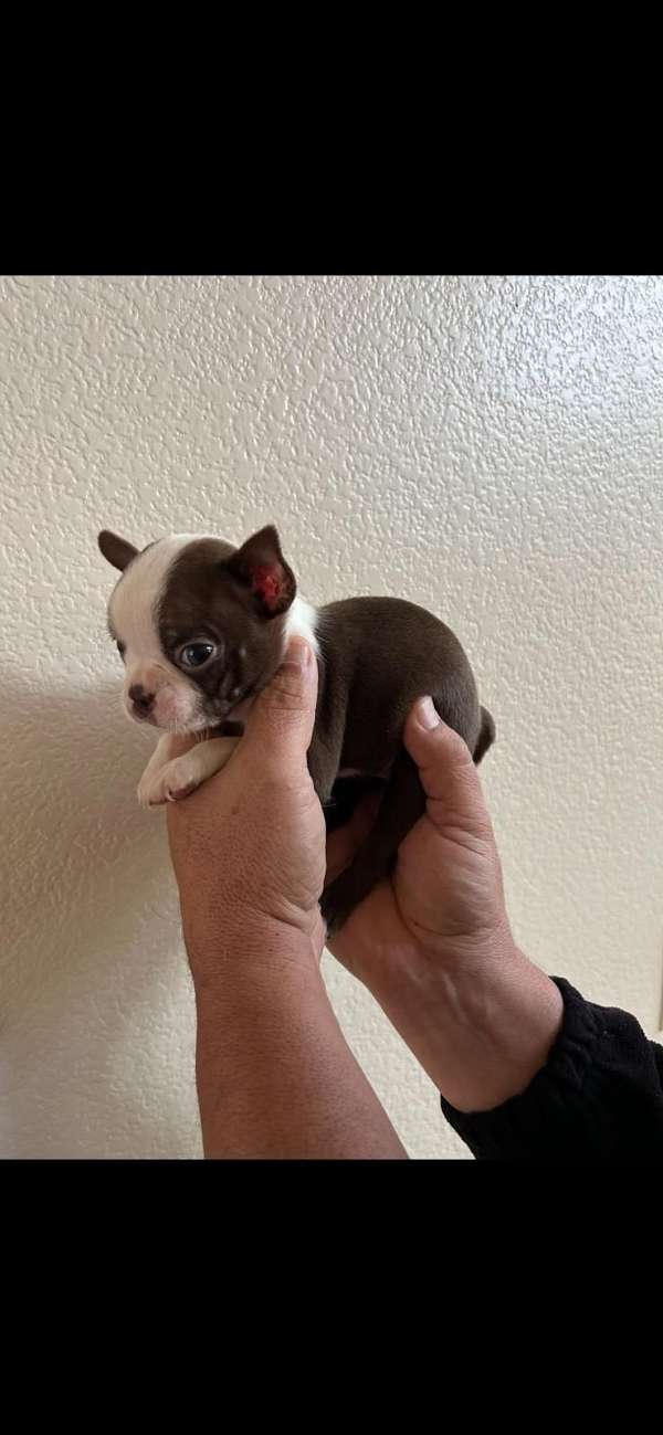 male-boston-terrier-puppy