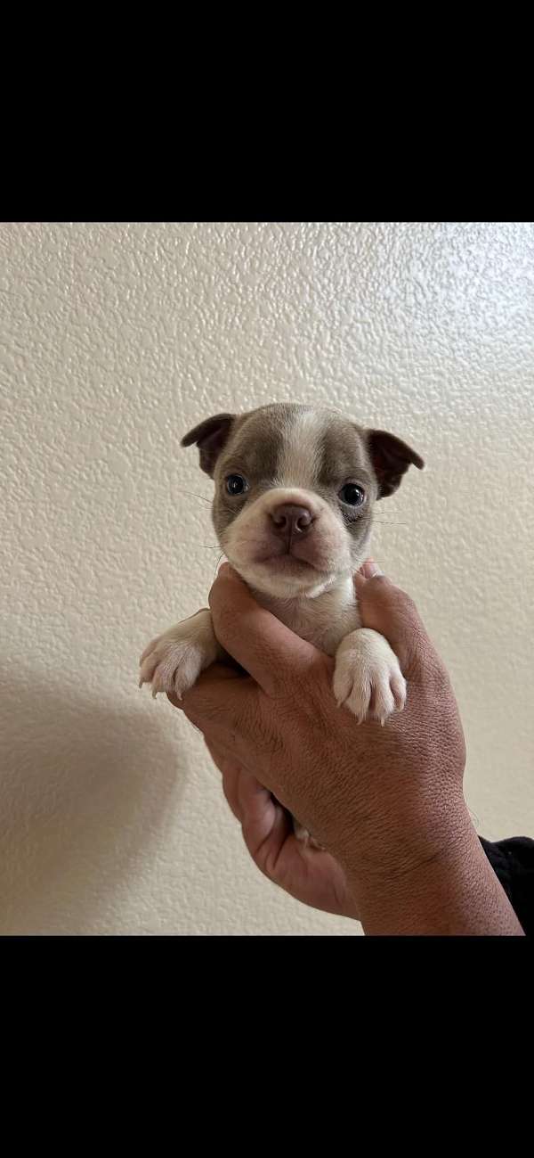 female-boston-terrier-puppy