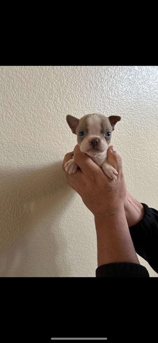 female-boston-terrier-puppy