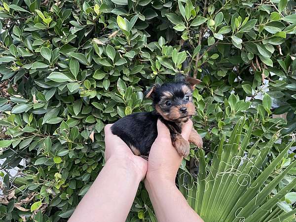 male-yorkshire-terrier-dog