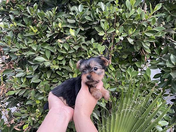 male-yorkshire-terrier-dog