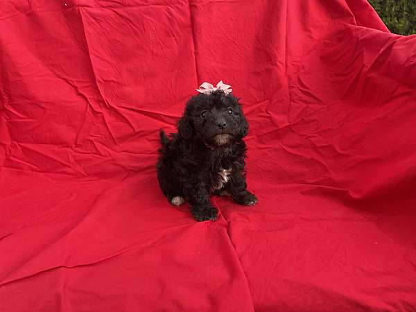 female-malti-poo-puppy