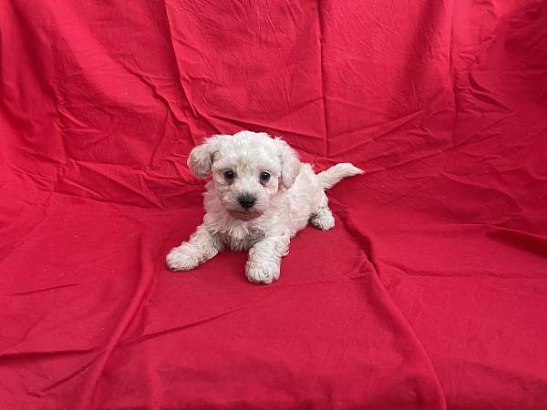 male-malti-poo-puppy