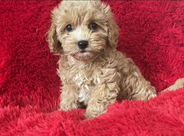 mixed-toy-poodle-dog