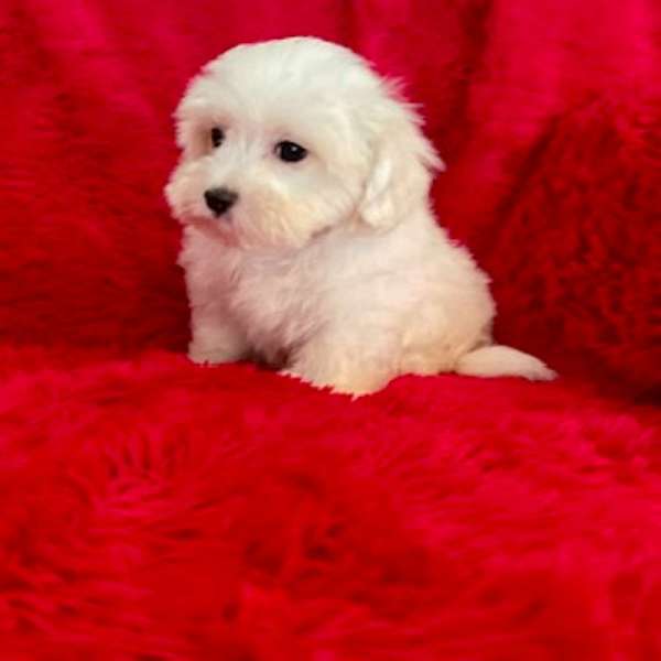 male-maltese-dog