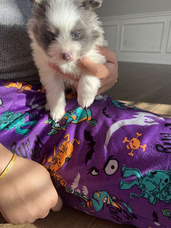 blue-merle-pomeranian