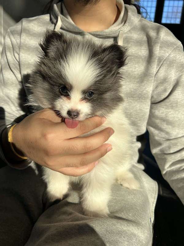 blue-merle-pomeranian