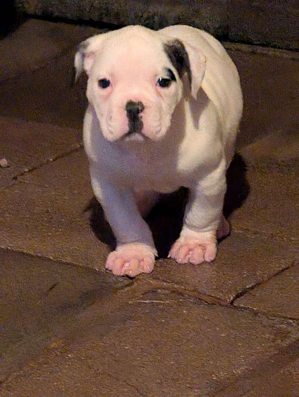 female-american-bulldog