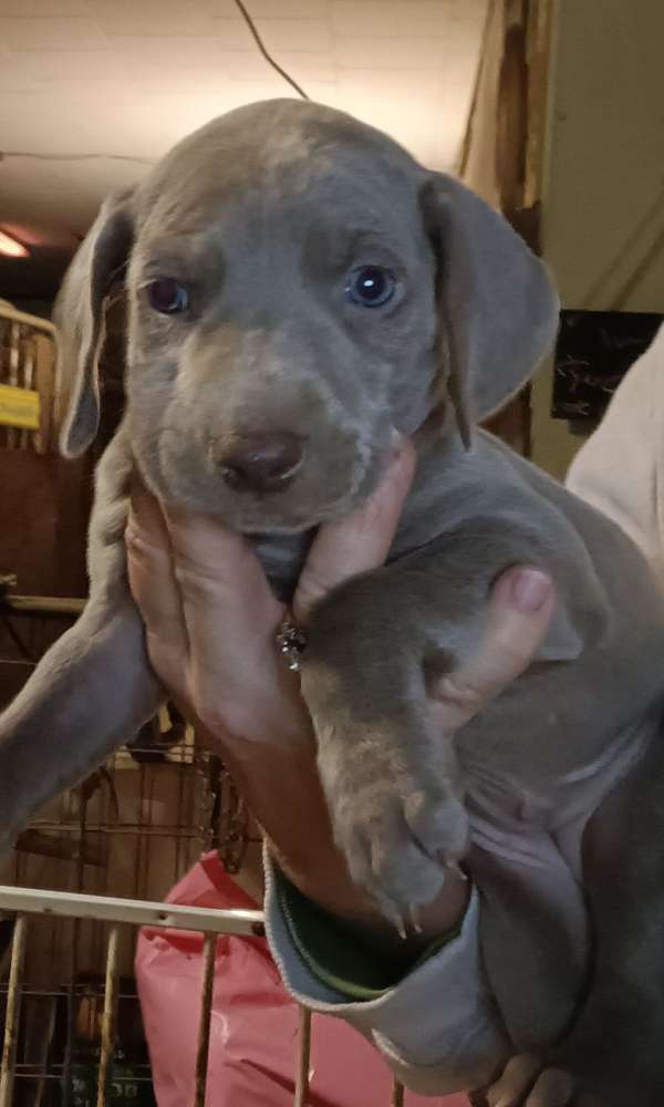 short-haired-weimaraner-puppy