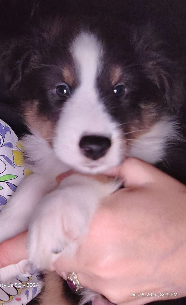 small-tri-colored-shetland-sheepdog