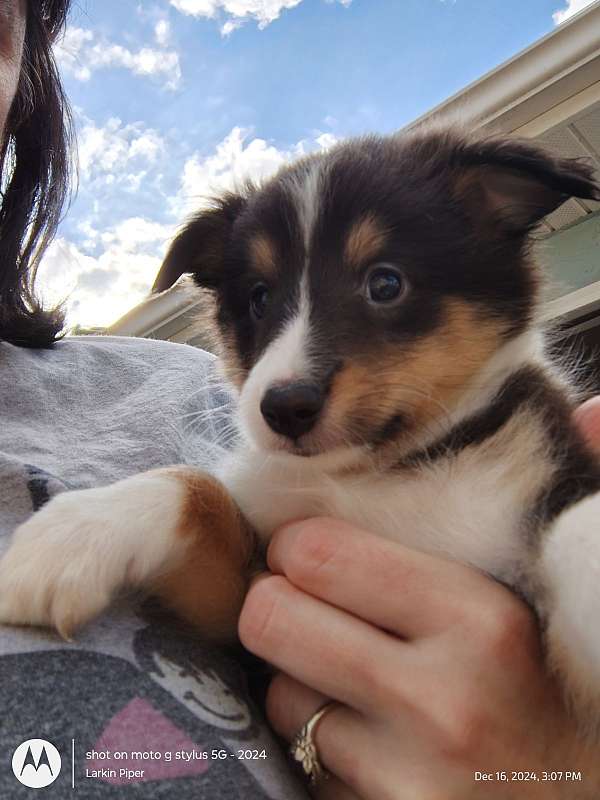 tri-colored-shetland-sheepdog