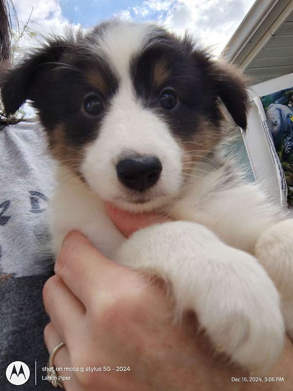 tri-colored-shetland-sheepdog