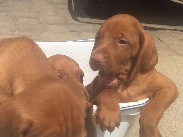 short-haired-male-vizsla