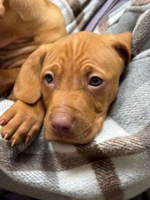 short-haired-male-vizsla