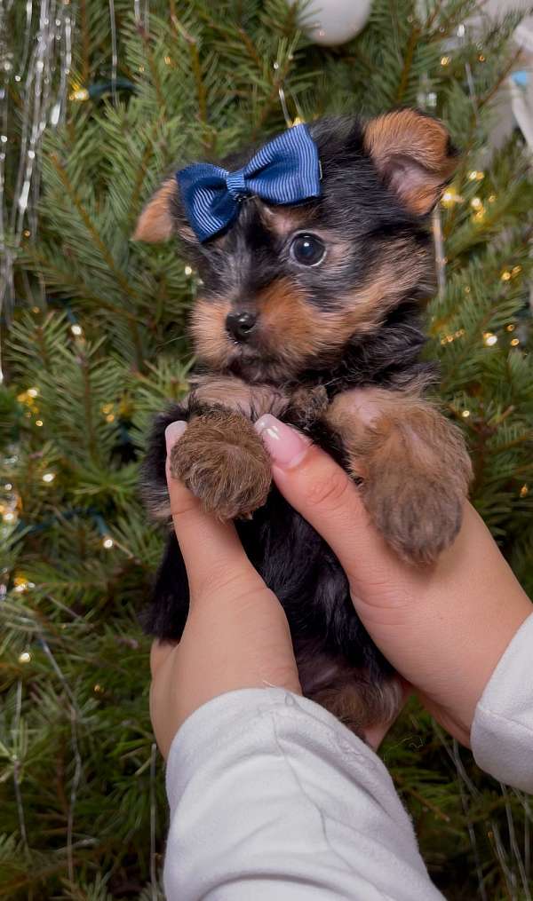 mixed-yorkshire-terrier-puppy