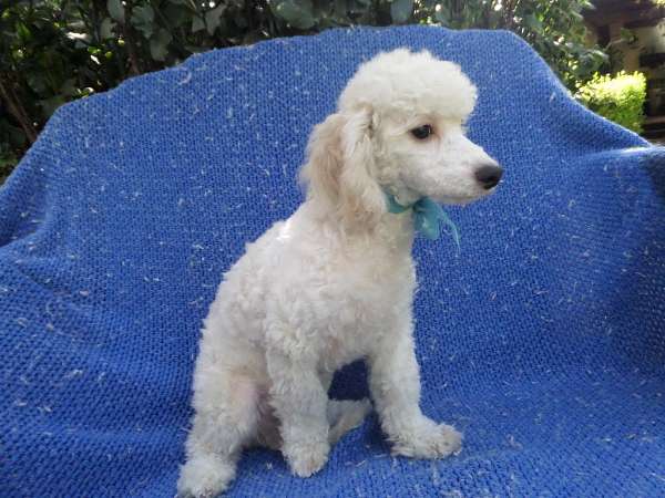 male-toy-poodle-puppy