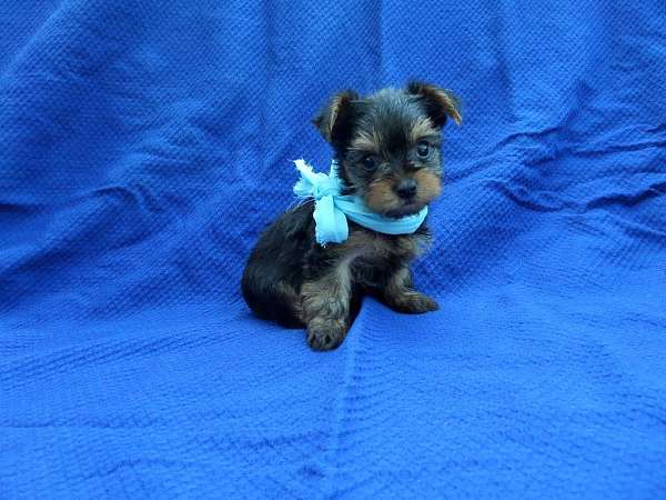 male-yorkshire-terrier-puppy