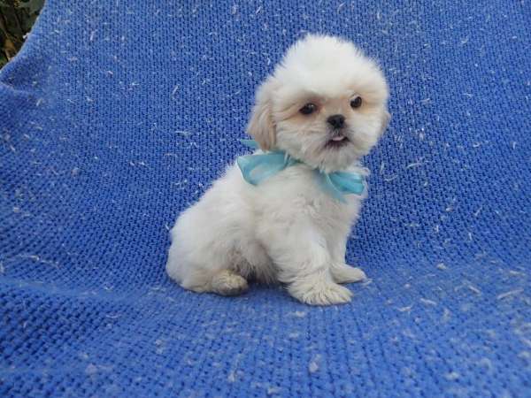 male-shih-tzu-dog