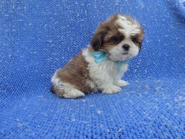 male-shih-tzu-dog