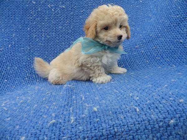 male-malti-poo-dog