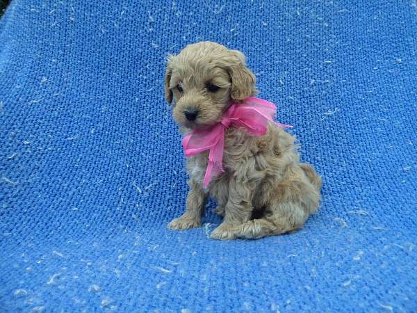 female-malti-poo-dog