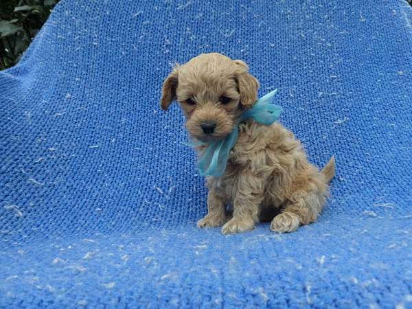 male-malti-poo-dog