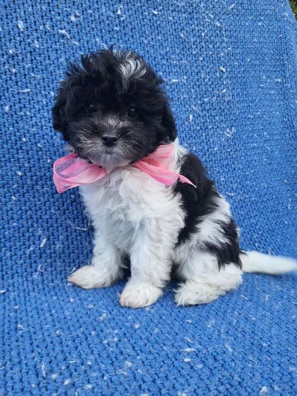 female-malti-poo-dog