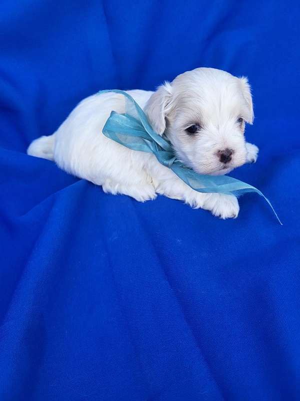 male-malti-poo-dog