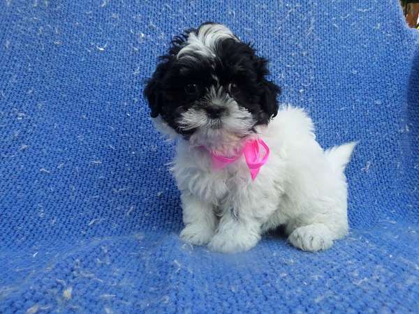 female-shih-poo-dog